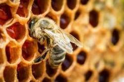 Včelí propolis na podporu imunitného systému